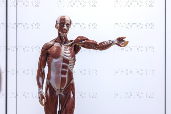 Human body model with muscles and organs for biology lessons. Scientific teaching aid from Hedinger for science lessons. Europe's largest education fair Didacta in Stuttgart, Baden-Württemberg, Germany, Europe