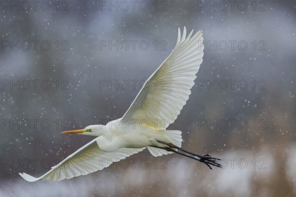 Great White Egret (Egretta alba) Germany