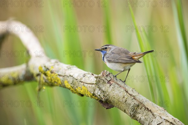 Bluethroat (Luscinia svecica cyanecula) Male Germany