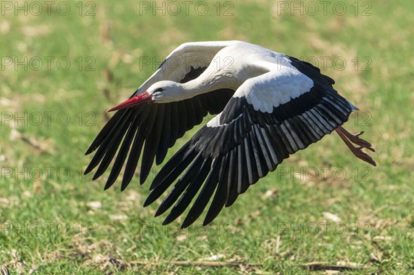 A stork flies at low altitude with its wings spread wide over grass, white stork (Ciconia ciconia), wildlife, Germany, Europe