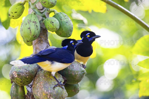 Plush-crested jay (Cyanocorax chrysops) Pantanal Brazil