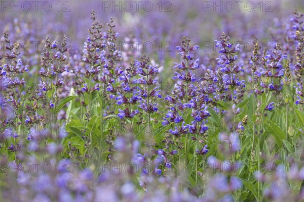 Common sage (salvia officinalis) in bloom, Freital, Saxony, Germany, Europe