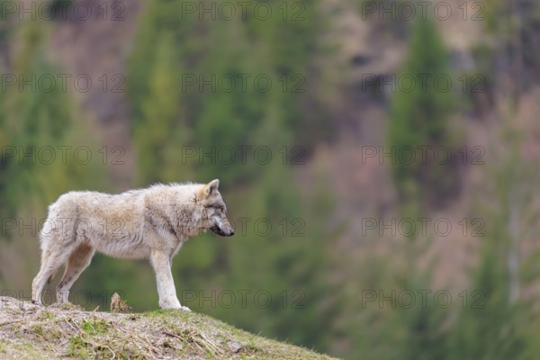 A grey wolf (Canis lupus lupus) stands on a hill on a cloudy day. A forest can be seen in the background