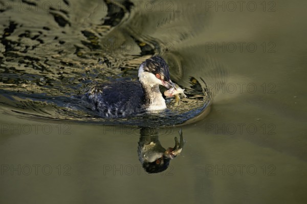 Slavonian grebe (Podiceps auritus), adult, in a white plumage, winter plumage, swimming with a fish in its beak, Lake Zug, Switzerland, Europe