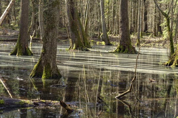 Forest and moorland in the Müritz National Park, Mecklenburg-Western Pomerania, Germany, Europe