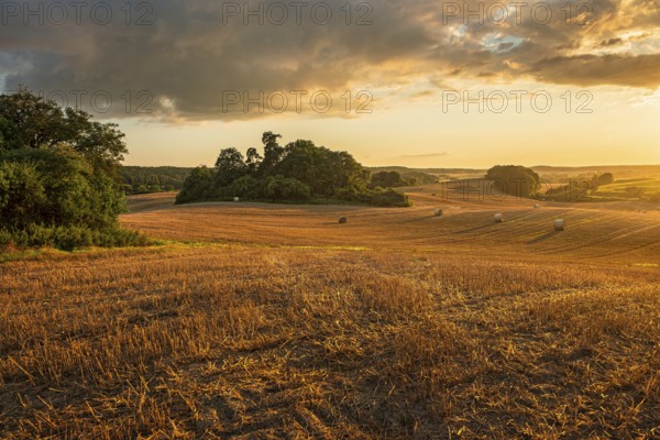 Typical hilly landscape with copses in the golden evening light, stubble field with round straw bales, terminal moraine landscape, Schorfheide-Chorin Biosphere Reserve, Uckermark, Brandenburg, Germany, Europe