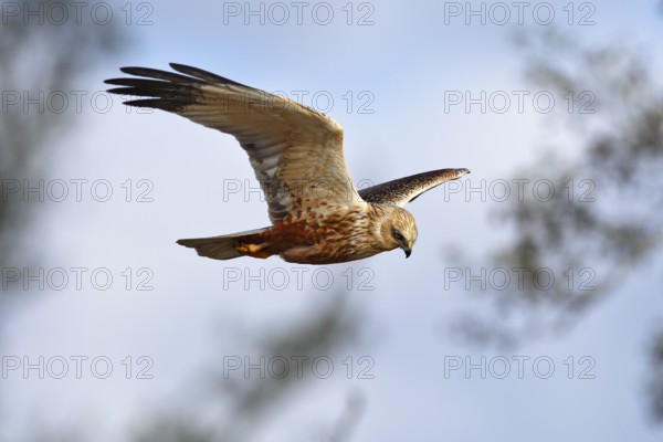 Marsh harrier (Circus aeruginosus) in flight, bird of prey in search of food, Peene Valley River Landscape nature park Park, Mecklenburg-Western Pomerania, Germany, Europe