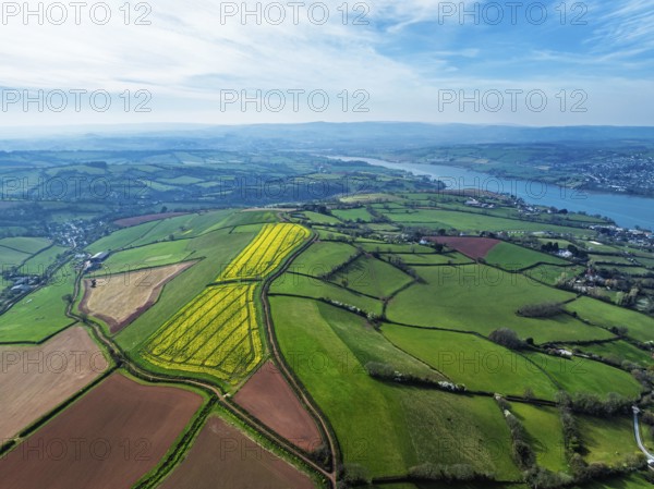 Rapeseed fields over the River Teign from a drone, Teignmouth, Shaldon, Devon, England, United Kingdom, Europe
