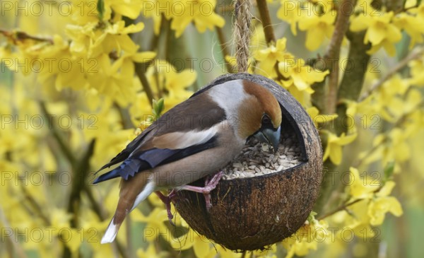 Hawfinch, (Coccothraustes coccothraustes) eats sunflower seeds in forsythia, (Forsythia × intermedia Zabel) from a coconut