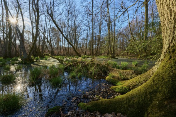 Riparian forest, moss-covered tree at a swampy waterway in a sunlit forest, oak, spring, nature reserve Rote Lache by Wolfgang, Wolfgang, Hanau, Hesse, Germany, Europe