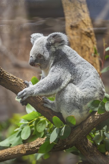 Koala (Phascolarctos cinereus) sitting on a tree, captive, distribution South Australia, Australia, Oceania