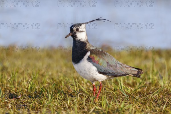Lapwing (Vanellus vanellus) adult bird foraging in wet meadow, wildlife, animals, birds, plover family Ochsenmoor, Naturpark Dümmer See, Hüde Lower Saxony, Germany, Europe