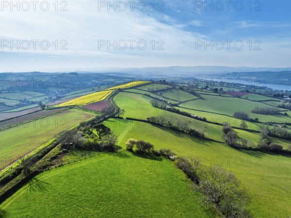 Rapeseed fields over the River Teign from a drone, Teignmouth, Shaldon, Devon, England, United Kingdom, Europe