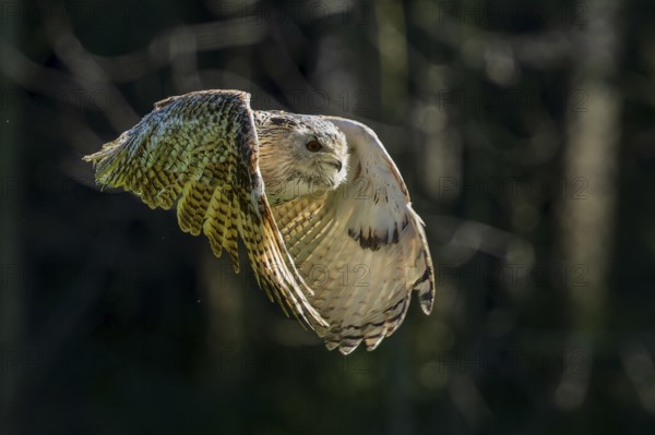 An owl flies through a dense forest in low light with its wings outstretched, Siberian Eagle Owl (Bubo bubosibiricus), Germany, Europe