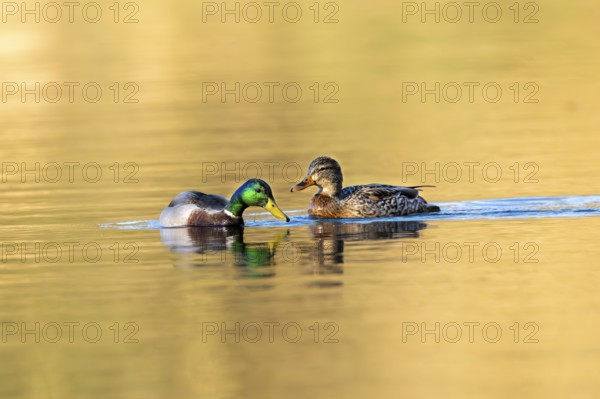 Mallard (Anas platyrhynchos), male and female swimming together, Vulkaneifel, Rhineland-Palatinate, Germany, Europe
