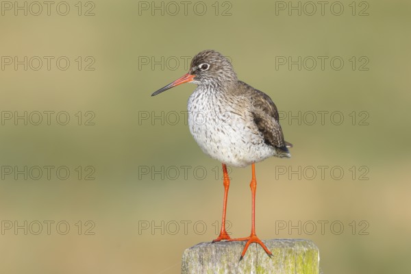 Redshank, (Tringa totanus), stands attentively on a pasture fence, wildlife, animals, birds, snipe family, Ochsenmoor, Naturpark Dümmer See, Hüde Lower Saxony, Germany, Europe