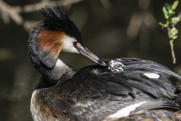 Great Crested Grebe (Podiceps Scalloped ribbonfish) with juvenile, Emsland, Lower Saxony, Germany, Europe