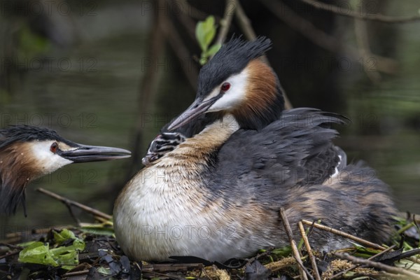 Great Crested Grebe (Podiceps Scalloped ribbonfish) with juveniles), Emsland, Lower Saxony, Germany, Europe