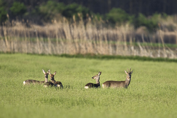 A group of roe deer (Capreolus capreolus), standing in a grain field, Lake Neusiedl National Park, Seewinkel, Burgenland, Austria, Europe