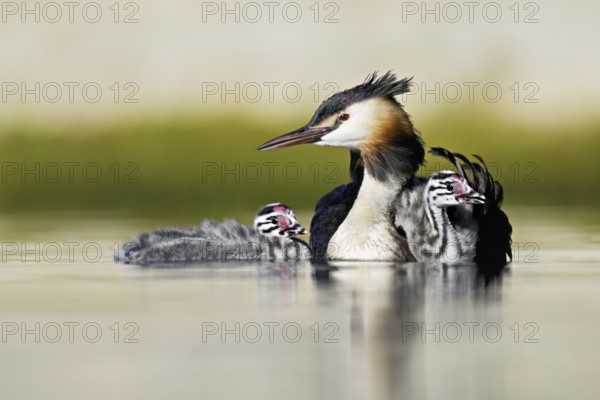 Great Crested Grebe (Podiceps scalloped ribbonfish), with chicks in plumage and swimming in Lake Zug, Canton Zug, Switzerland, Europe