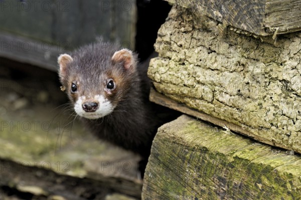 European polecat (Mustela putorius), also known as ferret, looking out from between piles of wood, captive, Switzerland, Europe
