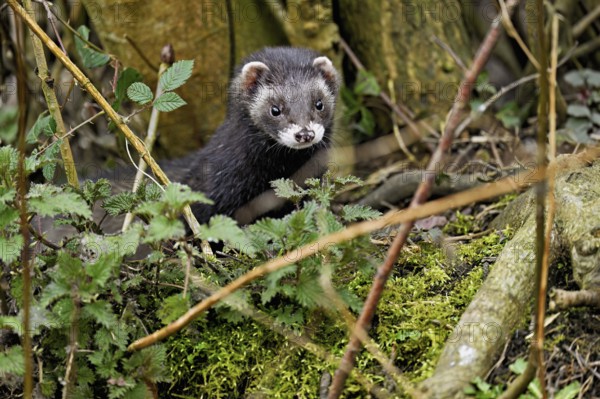 European polecat (Mustela putorius) or wood polecat, looking out of the undergrowth, captive, Switzerland, Europe