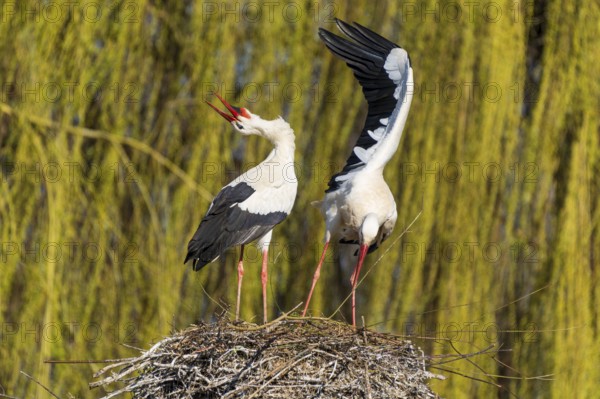 Two storks standing in the nest, one with open beak, surrounded by willow branches, white stork (Ciconia ciconia), wildlife, Germany, Europe