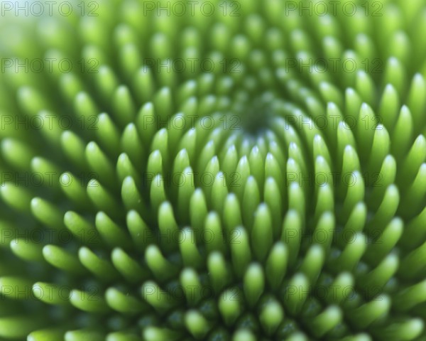 Close-up of the green flower head of a coneflower (Echinacea flower), with fascinating spiral shapes, Siegen, North Rhine-Westphalia, Germany, Europe