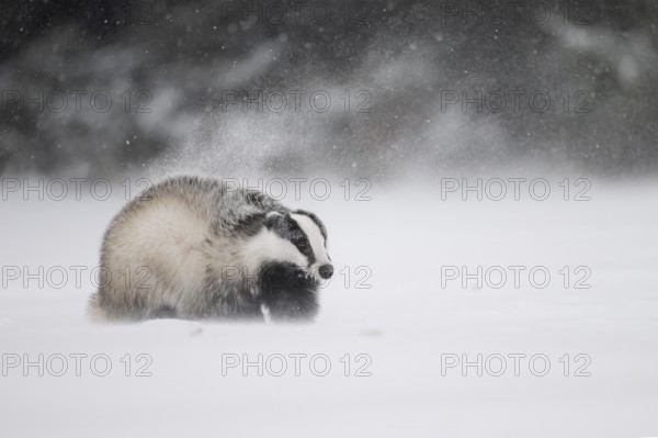 Badger in the snow, Wittlich, Rhineland-Palatinate, Germany, Europe