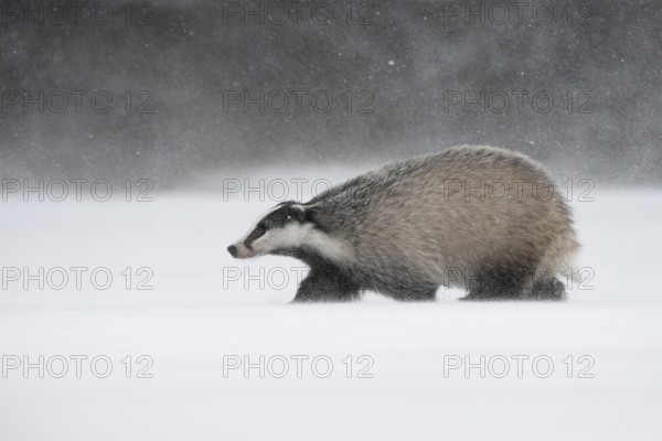 Badger in the snow, Wittlich, Rhineland-Palatinate, Germany, Europe