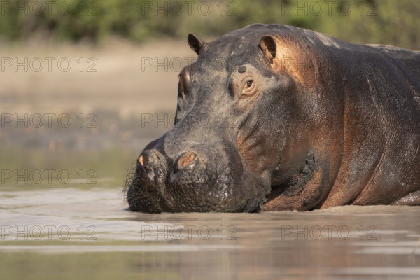 Hippo (Hippopotamus amphibius) portrait. Front view of the face and head. Animal is underwater. Okavango Delta, Botswana, Africa