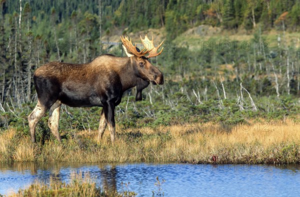 Moose. Alces alces. Bull moose standing and watching. Gros Morne national park. Province of Newfoundland. Canada