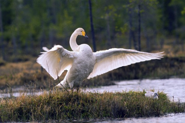 Whooper swan. Cygnus cygnus. Whooper swan standing up and flapping wings. Kuusamo area. Finland