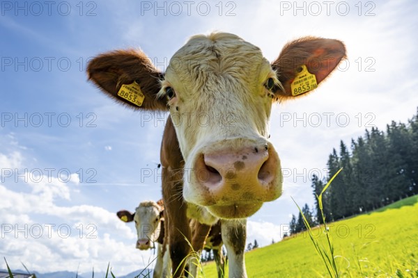 Young curious calf (Bos primigenius taurus), cow on an alpine meadow, snout stretched towards the camera, Simmental cattle, Hochbrixen, Brixen im Thale, Tyrol, Austria, Europe