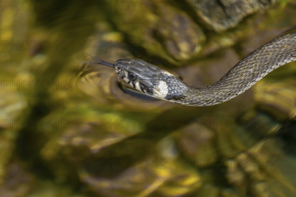 Grass snake (Natrix natrix) swimming in a body of water, Germany, Europe