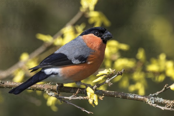 Male bullfinch (Pyrrhula pyrrhula) sitting on a branch framed by yellow forsythia blossoms, Baden-Württemberg, Germany, Europe