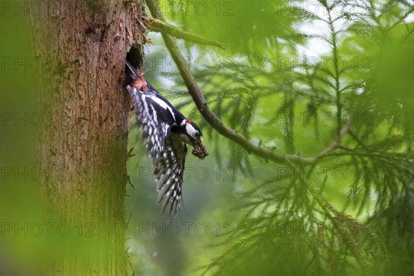 Great spotted woodpecker (Dendrocopos major), male flies out of the nesting cavity with droppings in his beak, Bad Homburg, Hesse, Germany, Europe