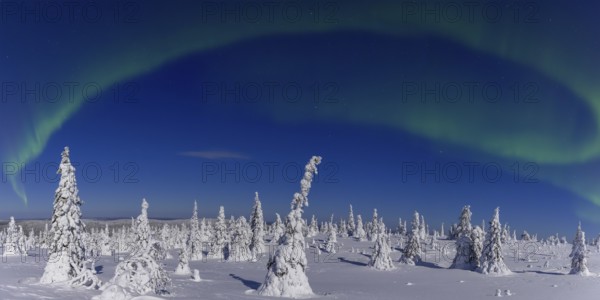 Northern lights, Aurora borealis over snow covered spruce trees on the taiga in winter at night, Riisitunturi National Park, Posio, Lapland, Finland, Europe