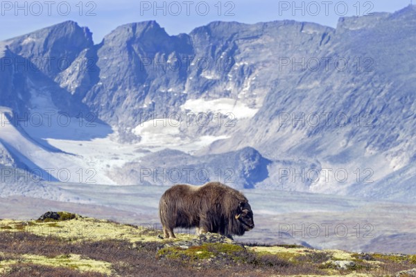 Muskox (Ovibos moschatus) solitary bull, male foraging on the tundra in autumn, fall, Dovrefjell–Sunndalsfjella National Park, Norway, Europe