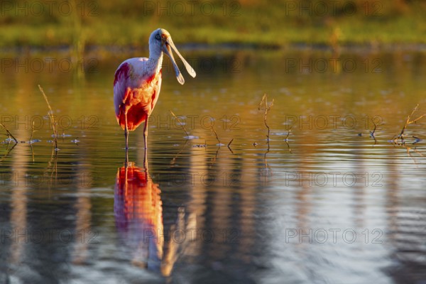 Roseate spoonbill (Ajaia ajaja) Pantanal Brazil