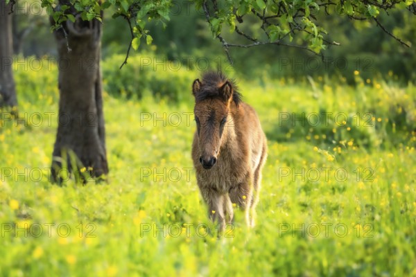 Icelandic horse in a pasture. Foal, brown colour. Evening, golden hour, sidelight. Germany