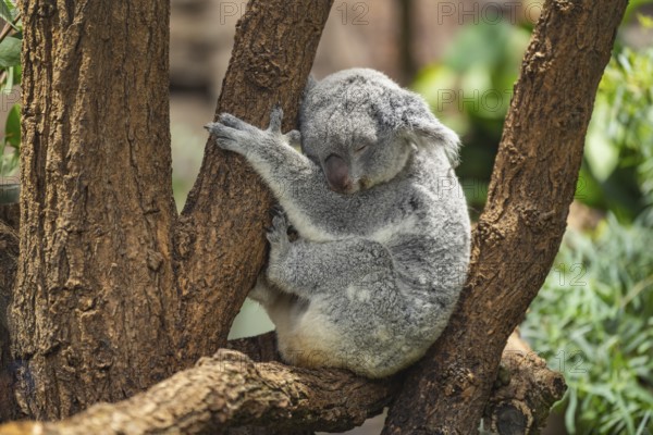 Koala (Phascolarctos cinereus) sitting on a tree, captive, distribution South Australia, Australia, Oceania