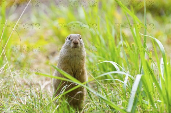European ground squirrel (Spermophilus citellus) on a meadwo, Bavaria, Germany, Europe