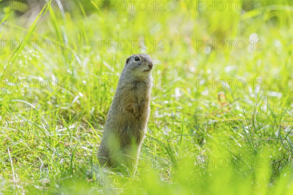 European ground squirrel (Spermophilus citellus) on a meadwo, Bavaria, Germany, Europe