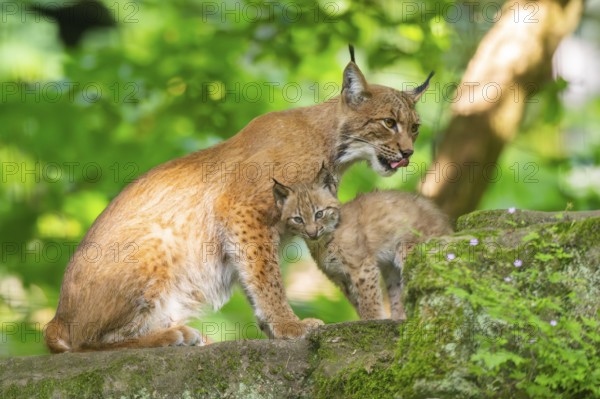 Eurasian lynx (Lynx lynx) mother with her youngsters (cubs) in a forest, Bavaria, Germany, Europe