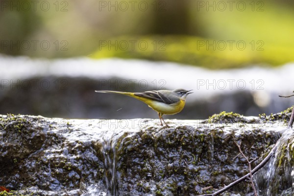 Grey wagtail (Motacilla cinerea) Germany
