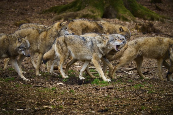 Wolf (Canis lupus), a pack of wolves moves in the forest, the environment is earthy and wooded, Germany, Europe