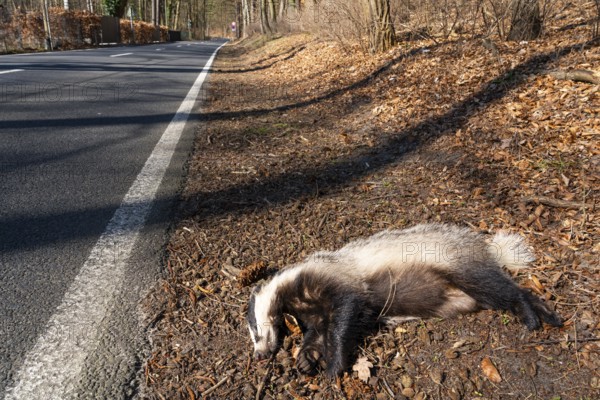 Dead European badger (Meles meles) run over by a car after a wildlife accident lies on the side of the country road, Werbellinsee, Barnim, Brandenburg, Germany, Europe