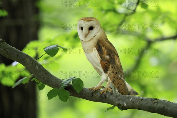Barn owl (Tyto alba), adult, vigilant, on tree, in summer, Šumava, Czech Republic, Europe