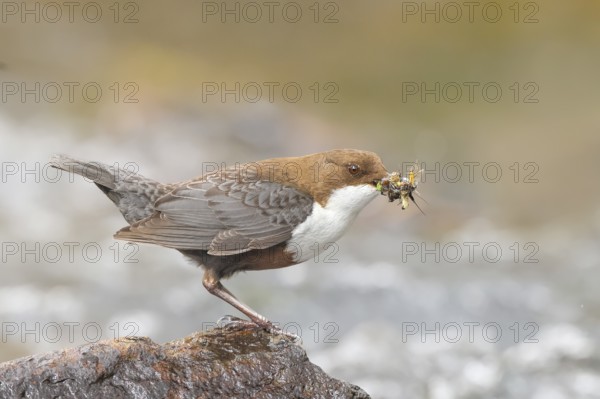 White-throated Dipper (Cinclus cinclus) on a stone on the bank of a river, with caddis fly larvae in its beak, wildlife, nature photography, songbird, Ochsenmoor, Dümmer See, Lower Saxony, Germany, Europe